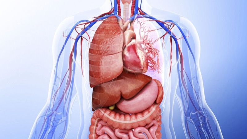 detail main Organ Systems
